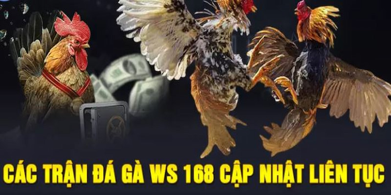 Đá Gà Ws168 99OK