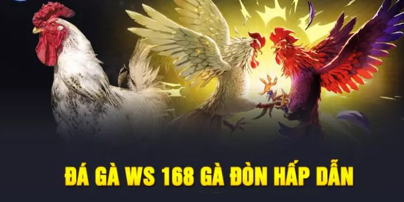 Đá Gà Ws168 99OK